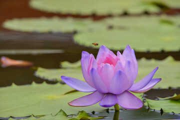 A purple lotus in the pond
