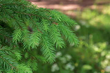 xmas tree space copy pine green
