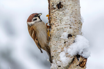 Feldsperling (Passer montanus)