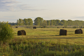 Haystacks in the morning field