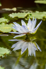 A blooming purple water lily in the pond and its reflection
