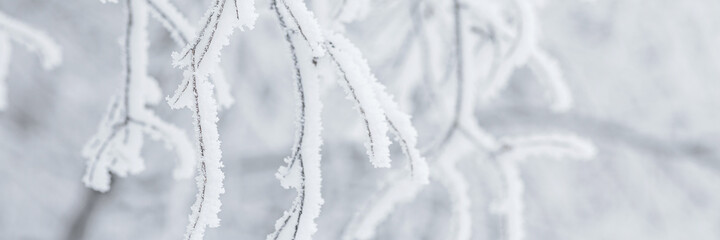 Snow and rime ice on the branches of bushes. Beautiful winter background with trees covered with...