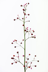 ハゼラン, Talinum crassifolium, Coral flower