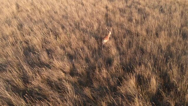 Wild deer in the spotlight. Natural habitat. Drone footage at dawn, with roe deer casting long shadows. Around a large area of dry grass, national park