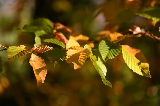 Charme en automne / Carpinus betulus