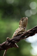 Forest dragon lizard on tree branch