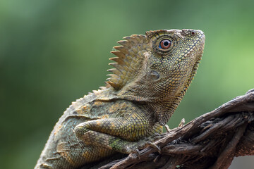 Forest dragon lizard on tree branch