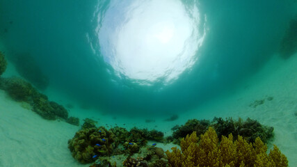 Fototapeta na wymiar Underwater fish garden reef. Reef coral scene. Seascape under water. Philippines.