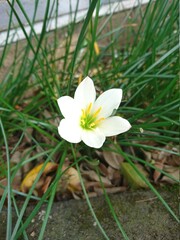naturally white flower in garden