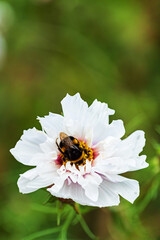 cosmos in the garden, macro