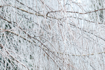Tree branches covered with ice and snow