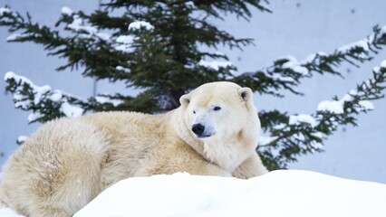 令和2年12月の初雪を喜ぶホッキョクグマ