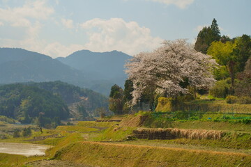 棚田の一本桜（滋賀県大津市仰木）(terraced paddy field,ogi,otsu,siga,japan,country,cherry,tree,spring,ogi,otsu,siga,japan)