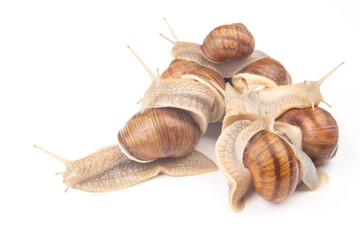Helix pomatia. grape snail on a white background. mollusc and invertebrate. gourmet protein meat food. communication of the individual in society