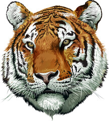 Tiger face color