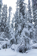 Snowy winter wonderland in forest, wilderness woods in Northern Canada during winter cold months with snow from tree tops to bottom landscape. 