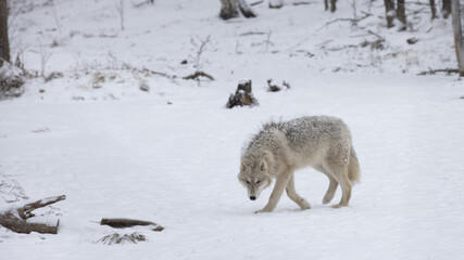 Arctic wolf looks towards camera with head lowered