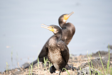 It is a bird called a great cormorant in a park in Tokyo, Japan.