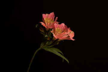 Fototapeta premium Alstroemeria on a black background