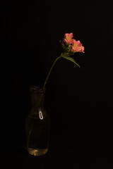 Alstroemeria on a black background