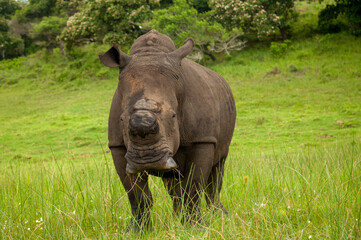 rhino in the grass