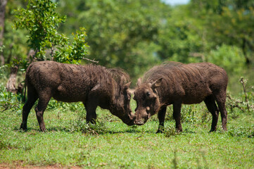 Fototapeta premium sheep and lamb