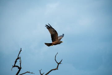Obraz premium eagle in flight