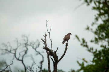 red tailed hawk