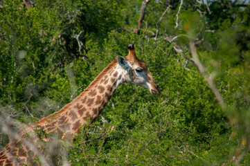 giraffe eating grass