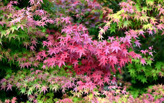 Erable du Japon ( Acer palmatum ) / Bonsai
