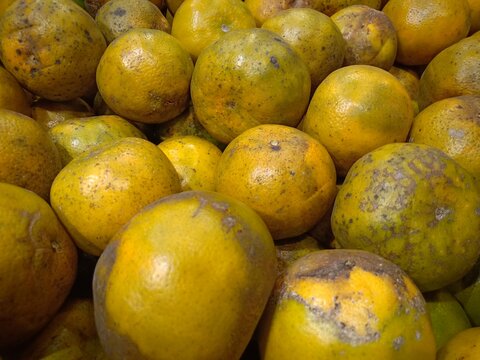 Orange fruit background , Citrus reticulata Blanco : Tangerine, Mandarin orange, Mandarin, Mandarine, ("Som keaw Wan" in Thai). Display of Mandarin orange, green tangerine tamarin