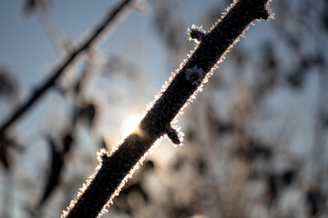 Winter plants covered with frost