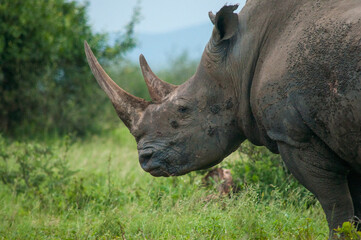 rhino in the zoo