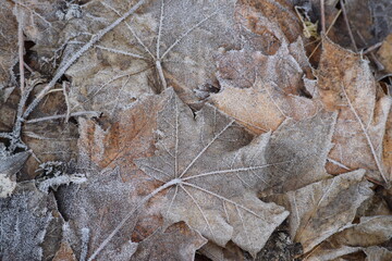 frozen Leaf