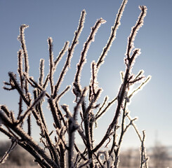 Winter plants covered with frost