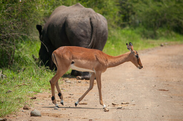 impala in the savannah