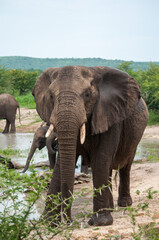 Fototapeta na wymiar african elephant water