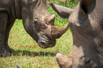 Obraz premium rhino in the wild