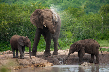 african elephant family