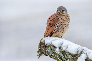 Turmfalke (Falco tinnunculus) Männchen