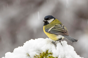 Kohlmeise (parus major)