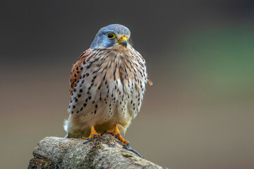 Turmfalke (Falco tinnunculus) Männchen