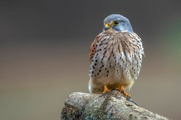 Turmfalke (Falco tinnunculus) Männchen