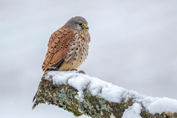 Turmfalke (Falco tinnunculus) Männchen