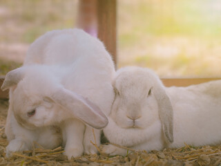 The rabbit sits on the ground with nature background.