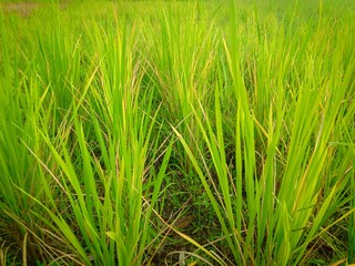 a selective focus picture of rice field in organic farm