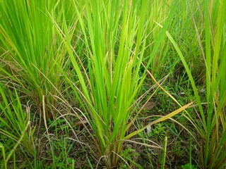 a selective focus picture of rice field in organic farm
