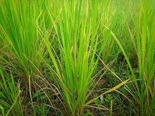 a selective focus picture of rice field in organic farm