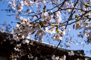 瓦屋根を背景にしたサクラのアップ