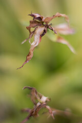 Abstract Nature Plants